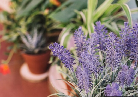 Top Berita Gaya: Tanaman Penghias Rumah saat Idulfitri hingga Serat untuk Tubuh