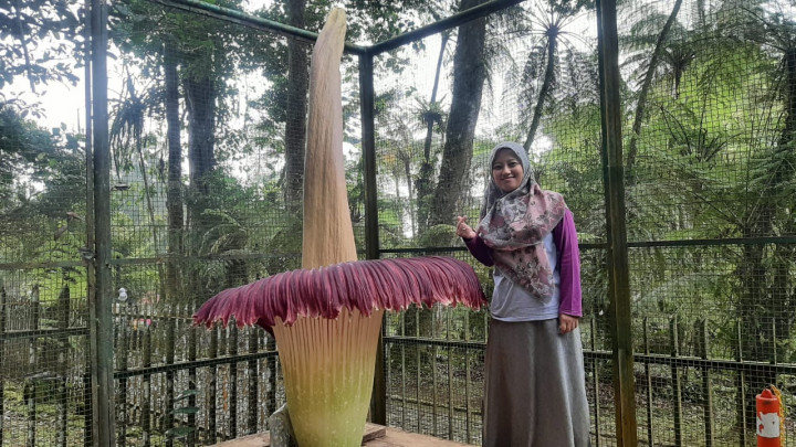 Bunga Bangkai Kebun Raya Cibodas Kembali Mekar di Akhir Ramadan 2025