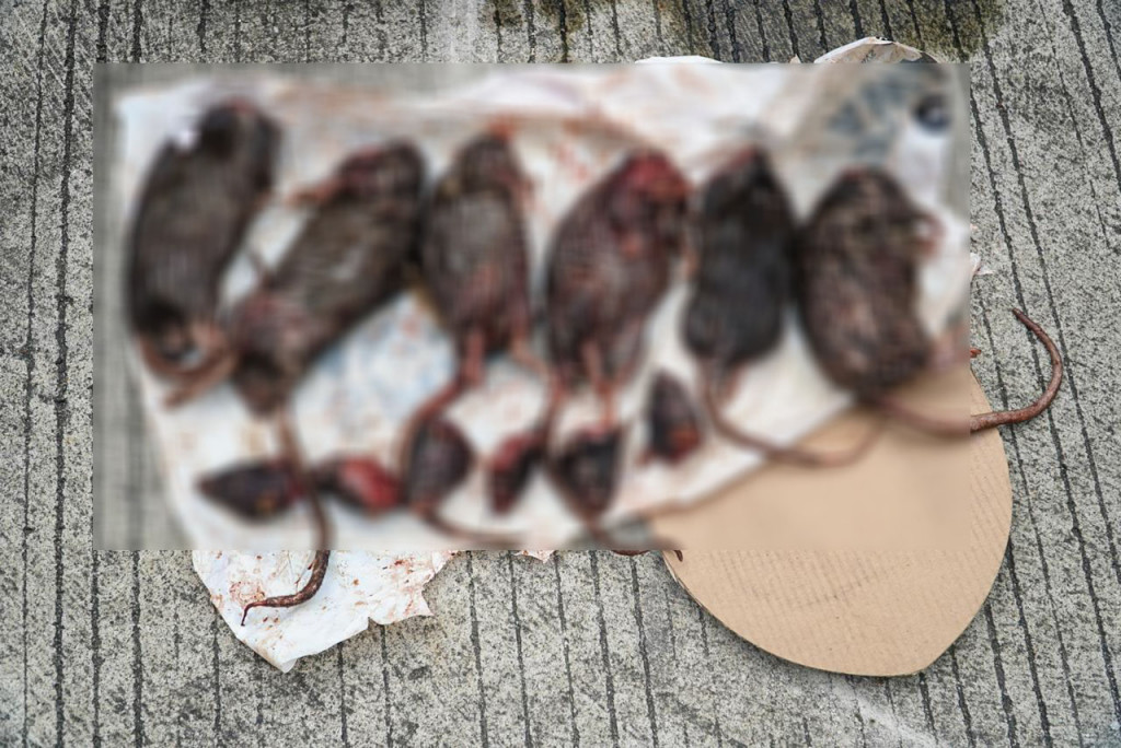 Tempo Kembali Diteror, Kali ini Mendapat Kiriman Tikus Terpenggal