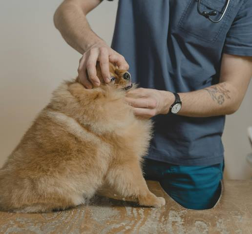 Kemenkes Imbau Penguatan Pencegahan Rabies di Masyarakat dan Fasilitas Kesehatan