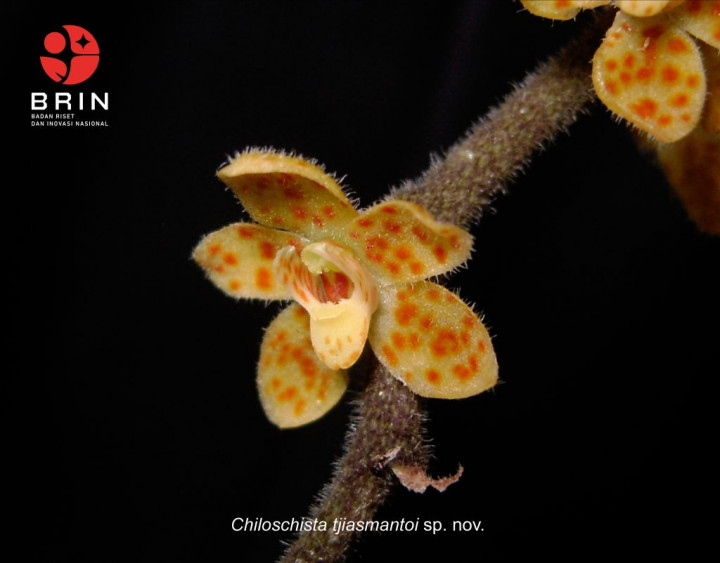 Anggrek Akar Tak Berdaun, Spesies Baru Unik dan Endemik dari Sumatra