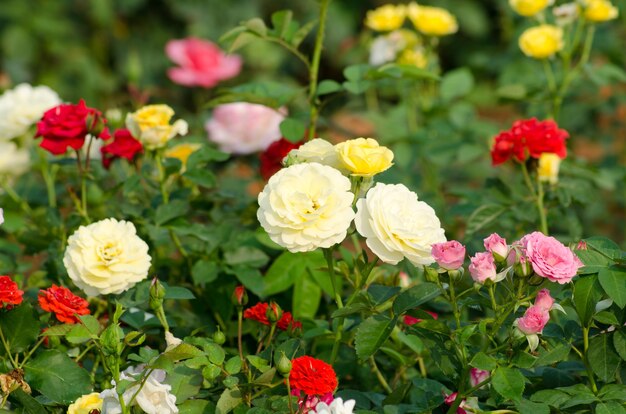 Rekomendasi Bunga yang Bikin Ruangan Wangi saat Lebaran