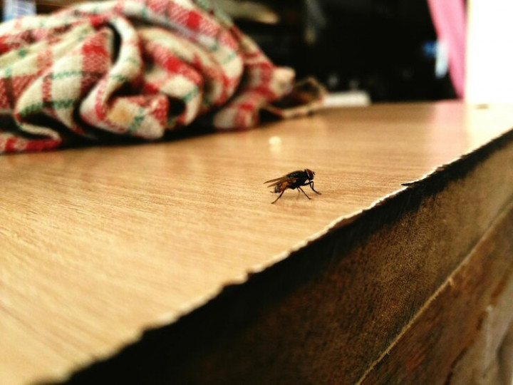 7 Penyebab Serangga Bisa Masuk ke Rumah