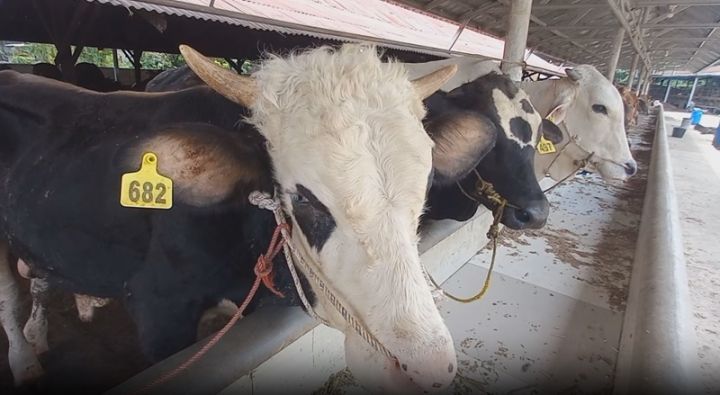 Bukan Mimpi! Ini 9 Cara Cerdas Agar Bisa Berkurban Setiap Tahun