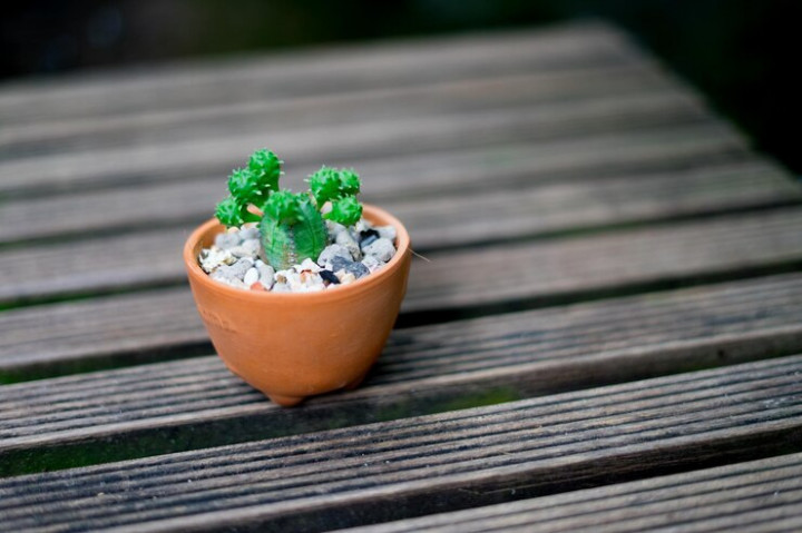 Kenapa Harus Menaruh Batu di Bawah Pot Tanaman?