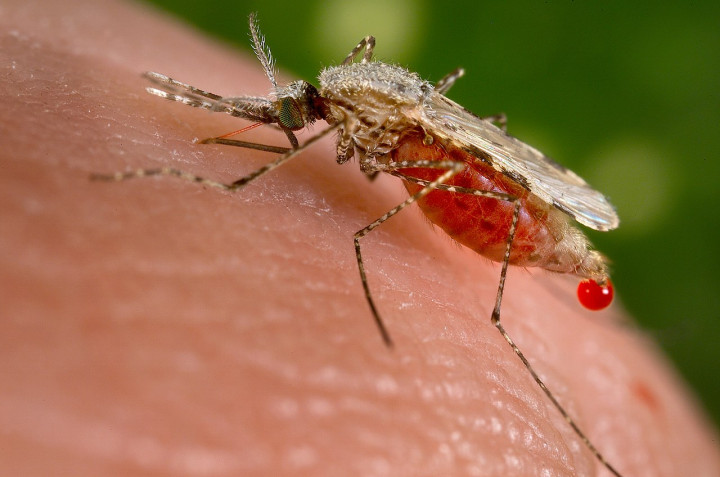 Inovasi AI dalam Deteksi Penyakit Malaria
