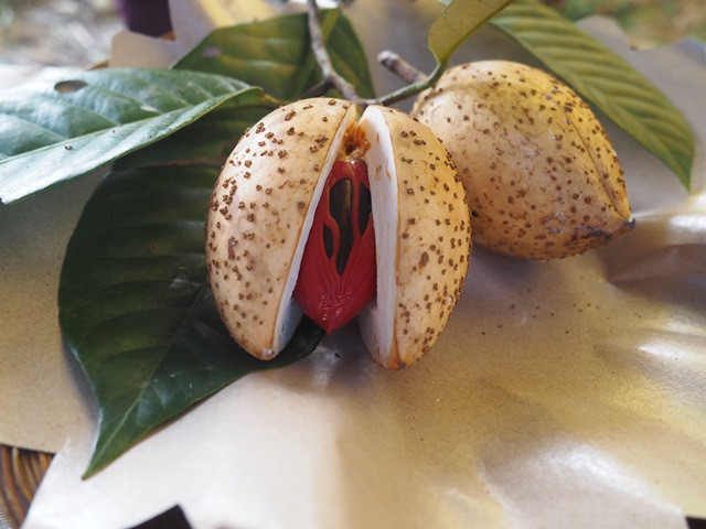 Pala Papua Dulu Diabaikan, Kini Diburu Industri Parfum Dunia Berkat Perempuan Adat