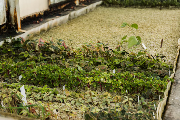 Bikin Taman Rumah Sendiri? Bisa Banget dengan Tips Ini