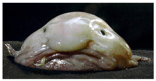 Blobfish: Dulu Dicemooh, Kini Dinobatkan Jadi Ikan Terbaik di Selandia Baru!