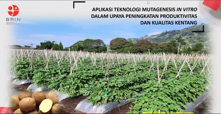 Teknologi Mutagenesis In Vitro Demi Atasi Penyakit Layu Bakteri