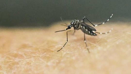 PKT UGM Desak Kemenkes Prioritaskan Penanganan Malaria di Papua