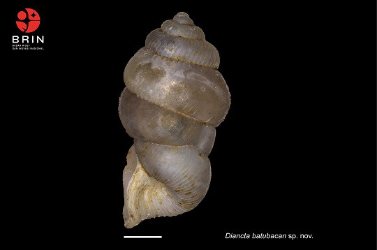 Spesies Baru Keong Darat Ditemukan di Pulau Bacan