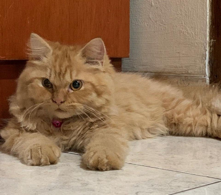 'Kucing Oren' Dianggap Barbar, Apakah Warna Tubuh Menentukan Karakternya?