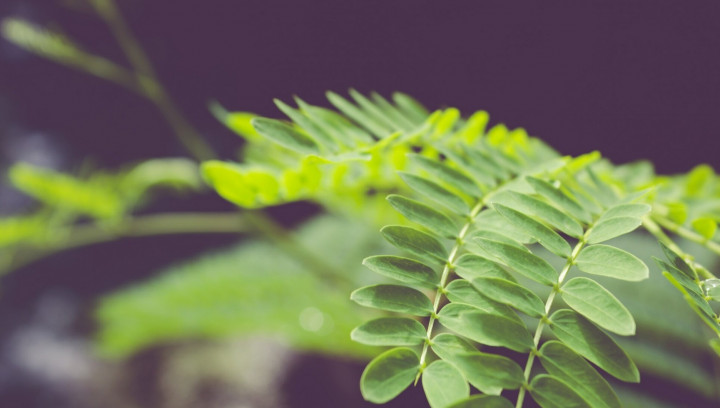 Manfaat Daun Kelor untuk Kesehatan Tubuh, dari Perlancar ASI hingga Menghambat Pertumbuhan Sel Kanker