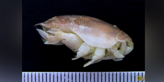 Peneliti IPB Temukan Spesies Baru Undur-Undur Laut di Pantai Selatan Jawa