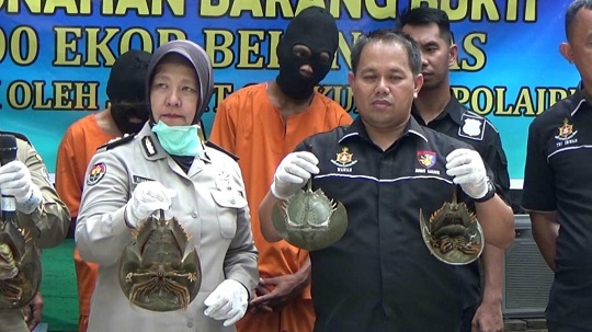 Terancam Punah, Begini Cara Selamatkan Belangkas Menurut Guru Besar IPB