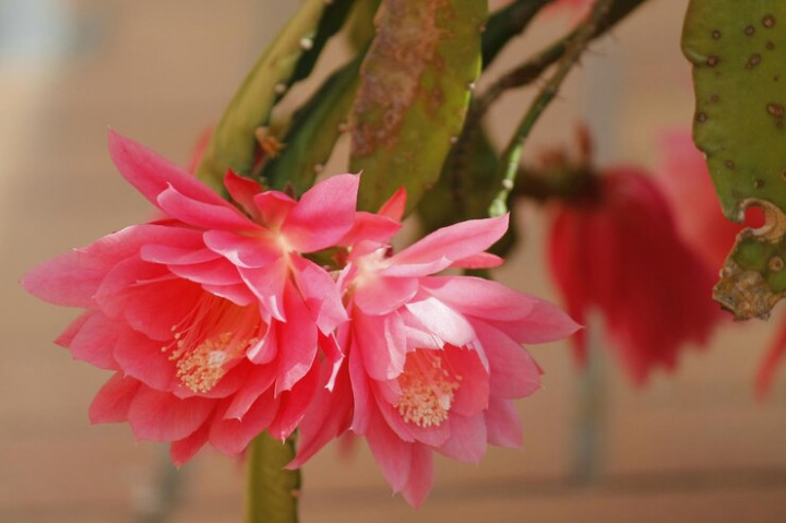 7 Rekomendasi Tanaman Hias yang Berumur Panjang