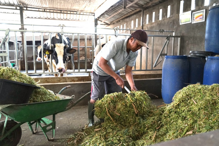 Kolaborasi Penting untuk Menciptakan Rantai Pasok Susu Segar