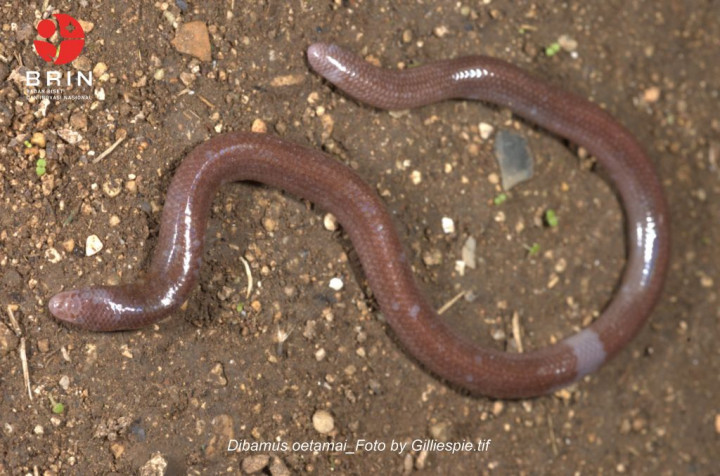 Temuan Spesies Baru Kadal Buta <i>Dibamus oetamai</i>, Terinspirasi dari Nama Jakob Oetama