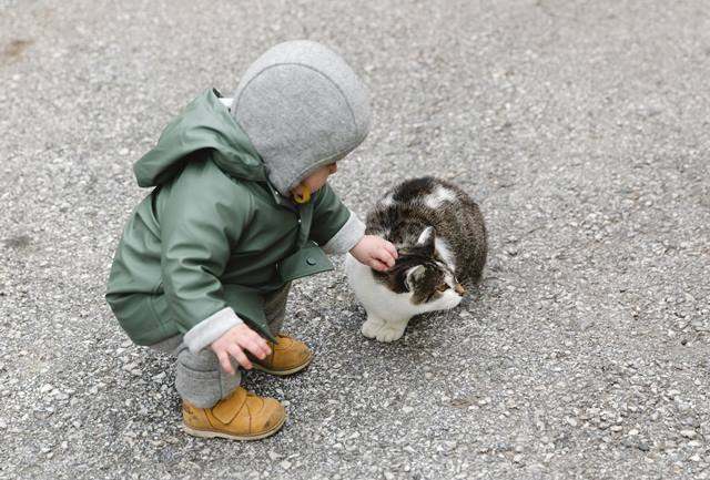 Moms jauhkan si kecil dari kucing yang jarang atau tidak pernah mandi ya. Simak penjelasannya berikut ini. (Foto: Ilustrasi/Dok. Pexels.com)