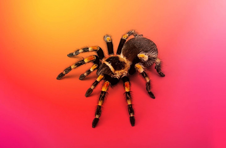 Asia Pasifik Paling Rentan Ransomware, AI Jadi Senjata Baru Penyerang