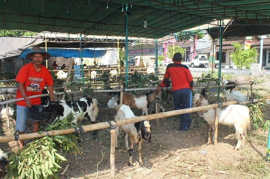 Jelang Iduladha 2025 Hewan Ternak Harus Dibuat Nyaman, Begini Caranya