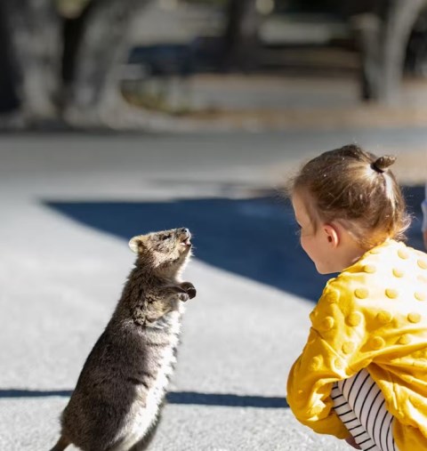 5 Interaksi Langsung dengan Satwa Liar di Australia Barat, Dijamin Liburan Antibosan!