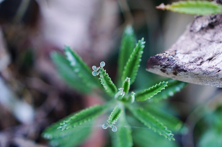 Tanaman Tetap Hidup Meski Ditinggal Liburan, Ini Rahasianya!