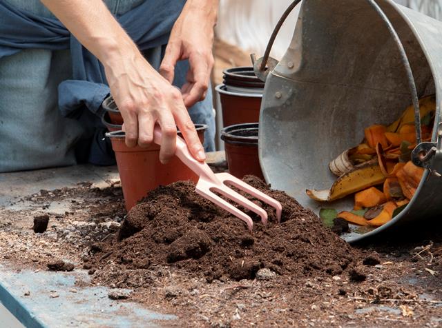 Jangan Dibuang! Ini 7 Sampah Dapur yang Bermanfaat untuk Tanaman