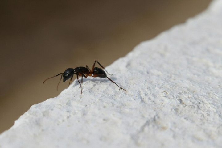 Strategi Ampuh Usir Semut dari Rumah, Tanpa Harus Membunuh