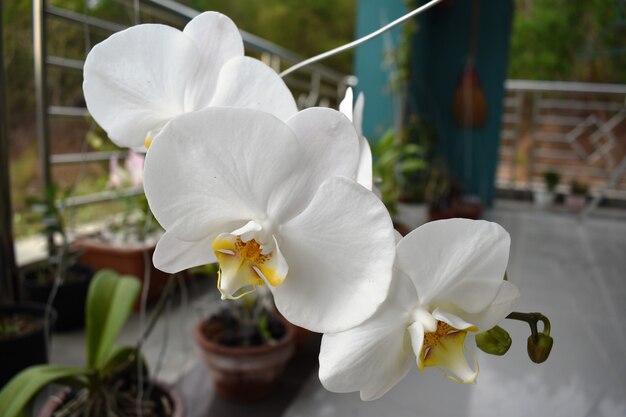 Rahasia Anggrek Tetap Subur dan Berbunga Indah Setiap Tahun