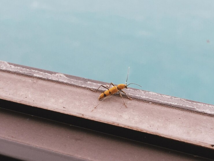 Serangga Air Sering Muncul? Ini Cara Mencegah dan Mengatasinya