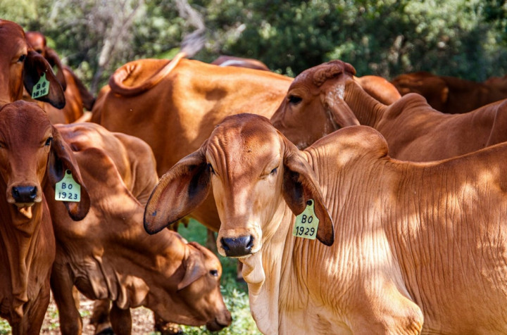 Dokter Sarankan agar Anak Gunakan Masker ketika Melihat Hewan Kurban