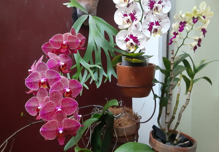 Berita Terpopuler Properti: Rahasia Anggrek Berbunga Terus hingga Sarang Laba-Laba di Rumah