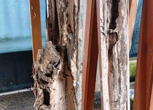 Penyebab kusen pintu dan jendela terkena rayap. Foto: Rizkie Fauzian/Medcom.id