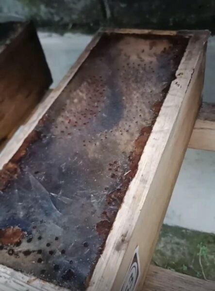 EduBee, Upaya UI Menggerakan Ekonomi Pesantren Lewat Peternakan Lebah Tanpa Sengat