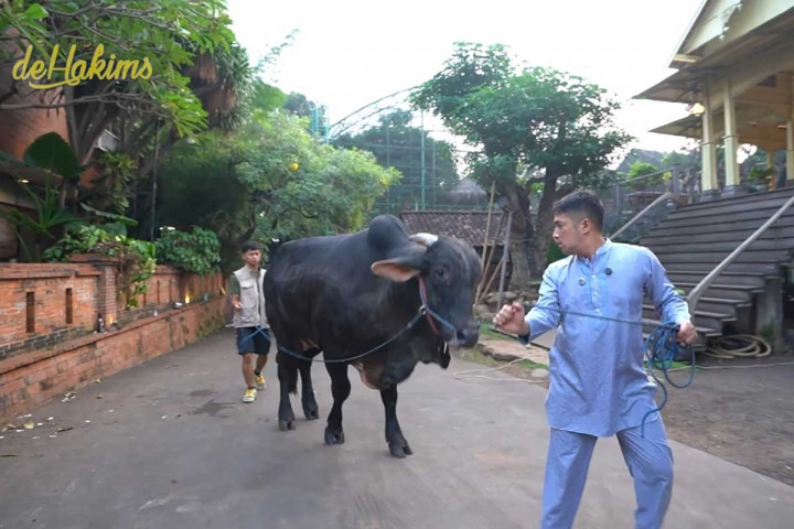 Letkol Teddy Borong 4 Sapi Premium Irfan Hakim, Tembus Ratusan Juta