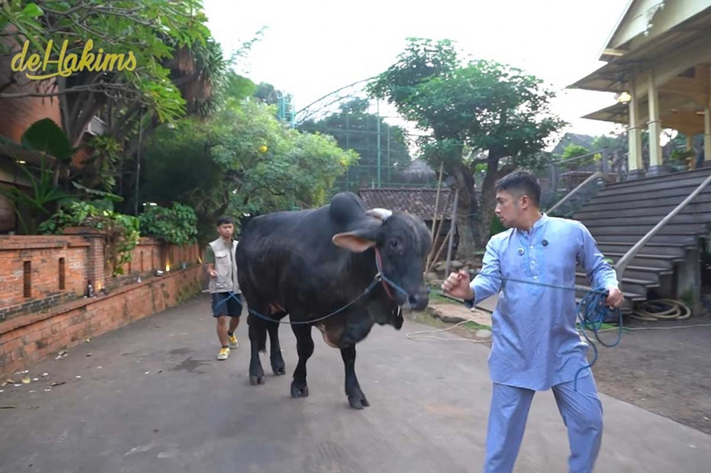 Pengantaran sapi pesanan Letkol Teddy (Foto: YouTube deHakims Channels)
