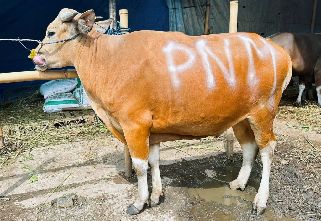 Foto: PNM