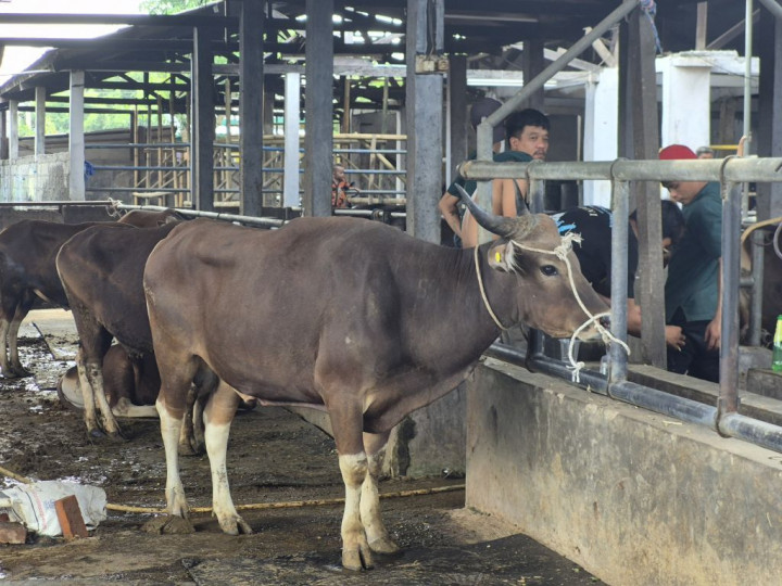 25 Penerima Beasiswa Yasbil Dilibatkan Dalam Distribusi Hewan Kurban Iduladha 2025