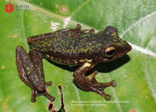 Rhacophorus boeadii, Spesies Katak Pohon Baru Ditemukan di Sulawesi