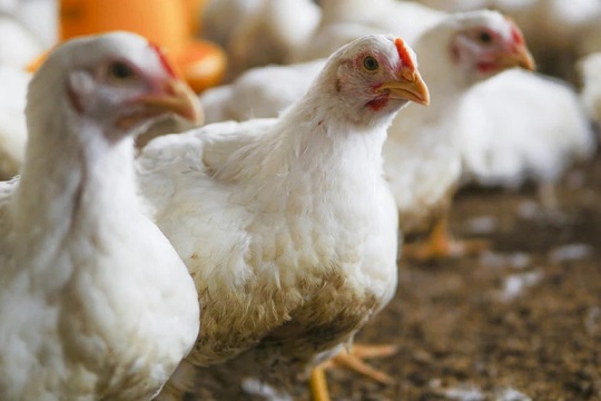 Peneliti UGM Temukan Solusi Kurangi Lemak pada Ayam Broiler