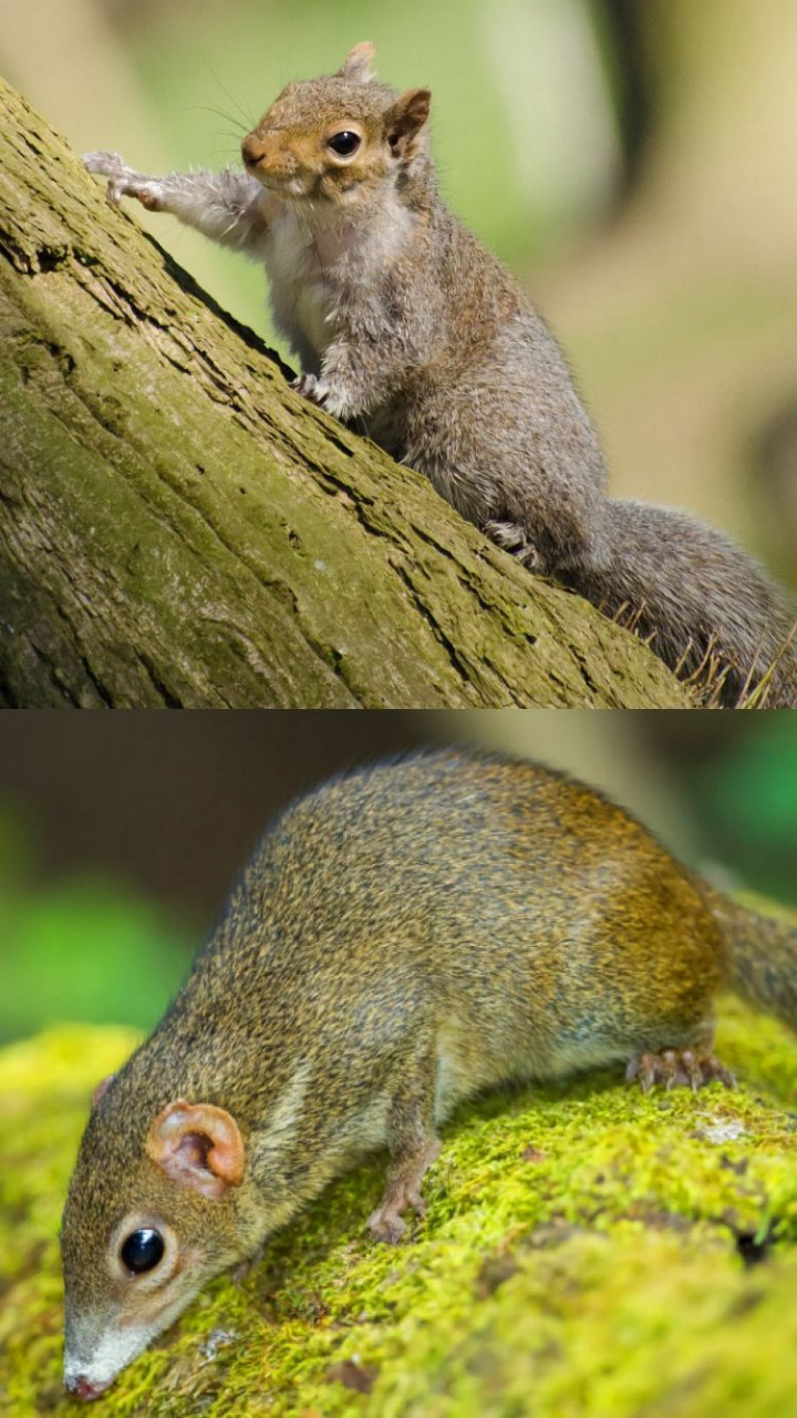 Serupa Tapi Tak Sama, Ini Perbedaan Tupai dan Bajing