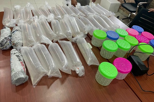 Cegah Penyelundupan Benih Bening Lobster, Ini 5 Usul Akademisi IPB