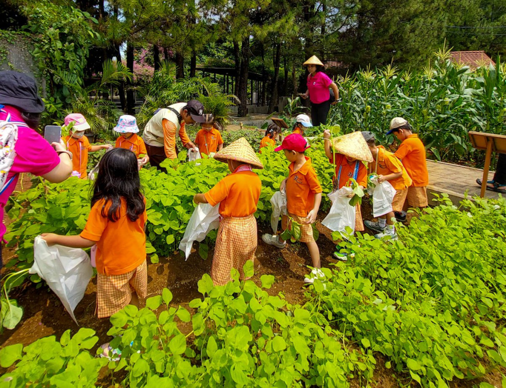 Kuntum Farm Field merupakan tempat wisata edukasi yang berfokus pada pertanian organik. Dok. Kuntum Farm Field