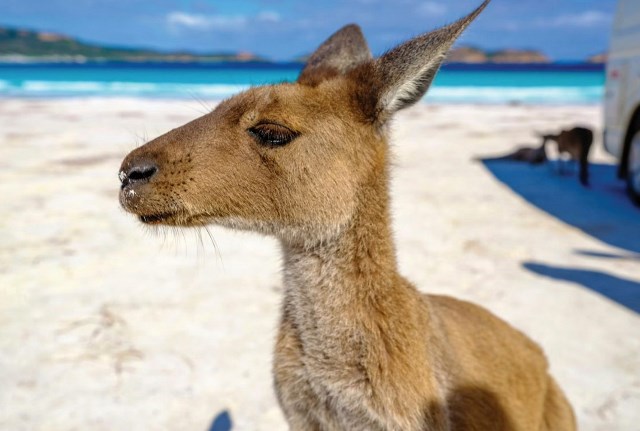 Kunjungan ke Australia Naik 15%, Ini Aktivitas Favorit Wisatawan Indonesia di Negeri Kanguru