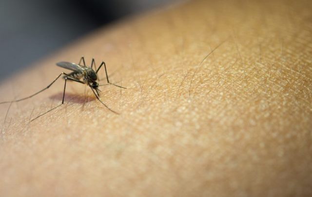   Pemerintah meluncurkan inisiatif Presidential Call to End Malaria (PCEM) untuk mengeliminasi malaria di seluruh wilayah Indonesia. (Foto: Ilustrasi/Dok. Pexels.com)