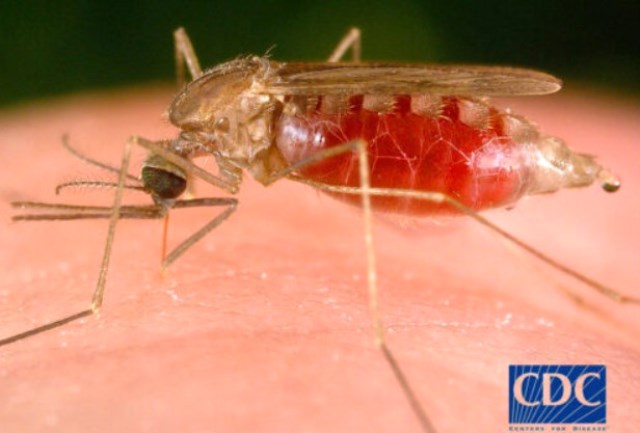  Sebagai episentrum dengan beban tertinggi, Papua menyumbang hampir 90 persen dari seluruh kasus malaria di Indonesia. (Foto: Dok. CDC)