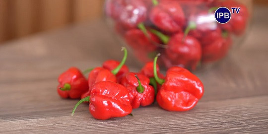 Cabai Palurah IPB, Mirip Jambu Air dan 500 Kali Lebih Pedas