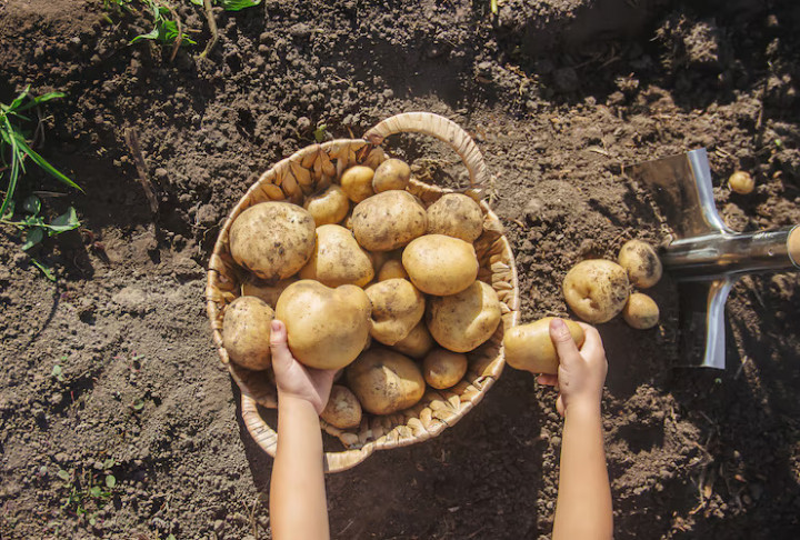 Cara Menanam Kentang di Rumah agar Cepat Tumbuh